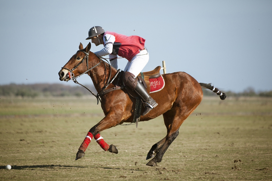 Polo François Macarez