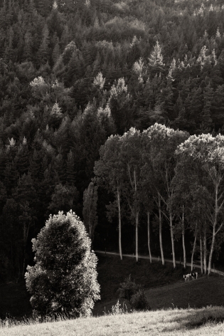 arbre-reflet-nb22p.jpg Le Fiou (Auvergne, Francia)